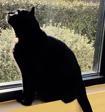 A black cat sitting on top of a window sill.