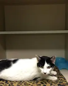 A cat laying on the floor next to a shelf.