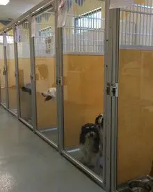 A dog in its kennel at the shelter.
