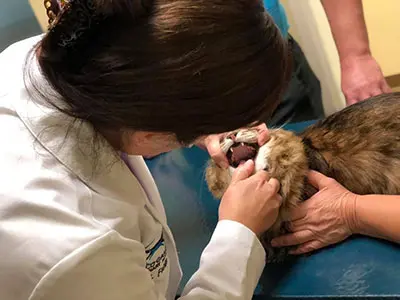 A woman holding onto the head of a cat