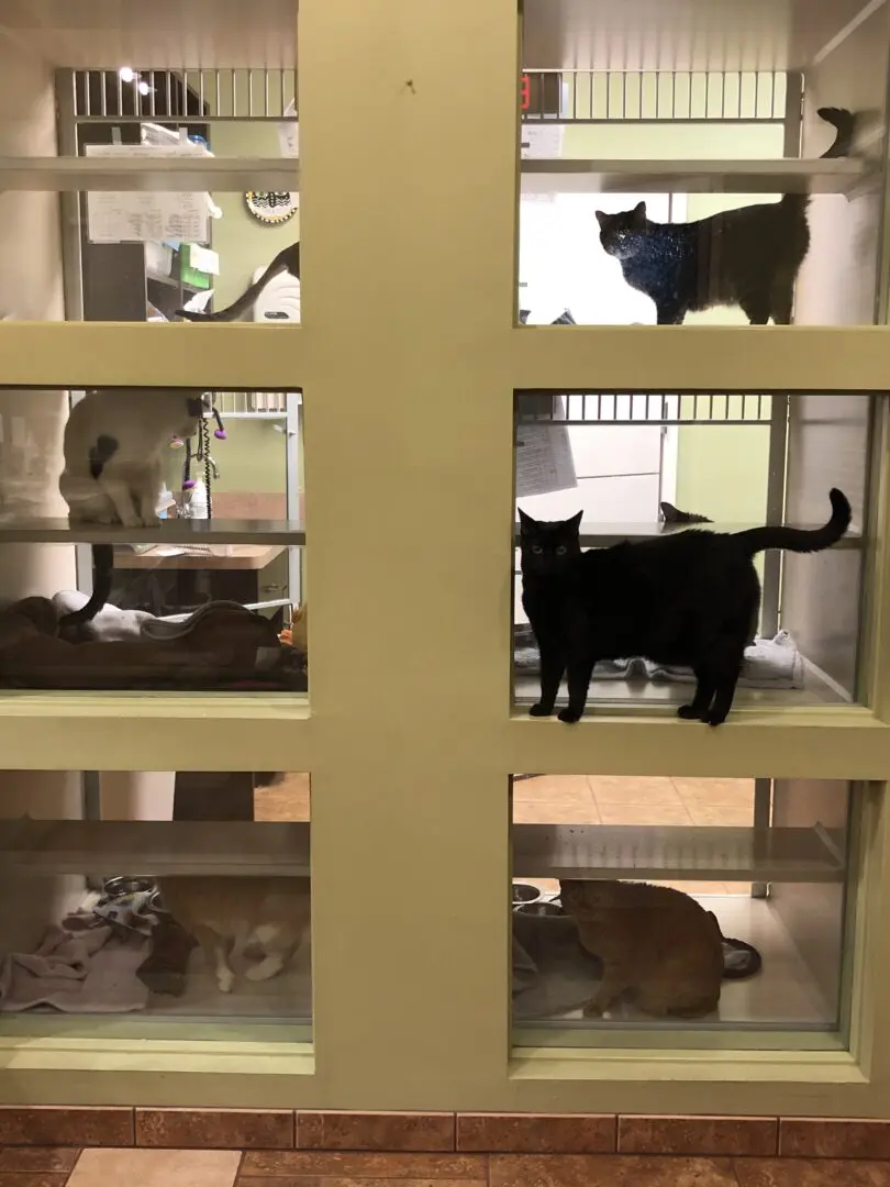 A group of cats sitting on top of a shelf.