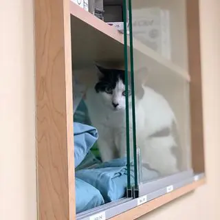 A bicolor cat inside a pet boarding cabinet