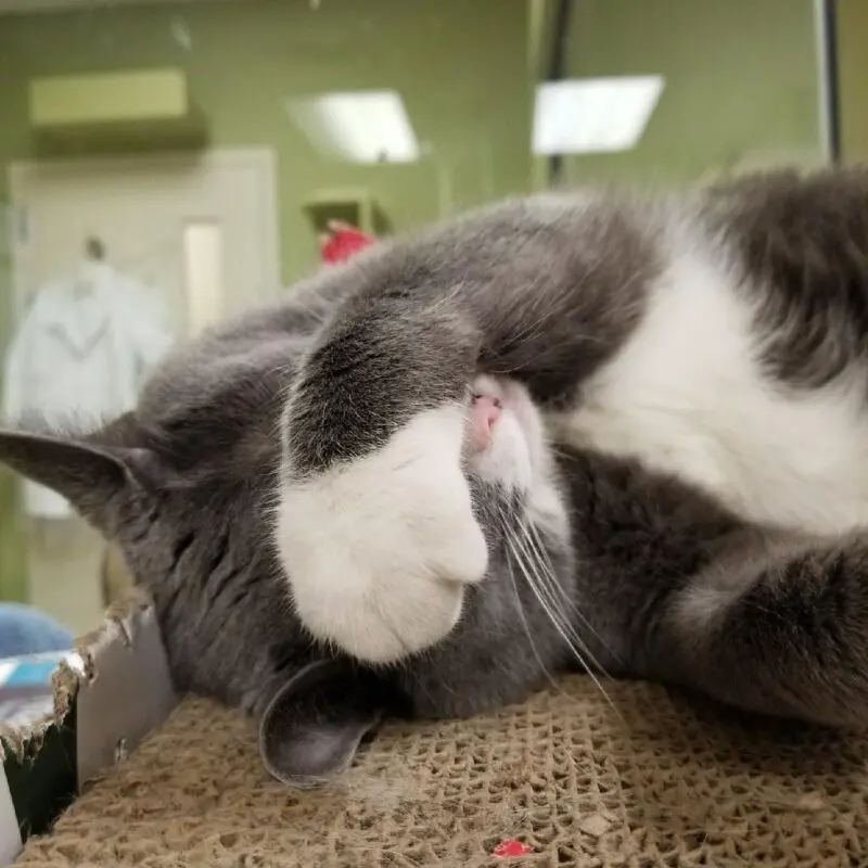 A cat is laying on the floor with its head down.