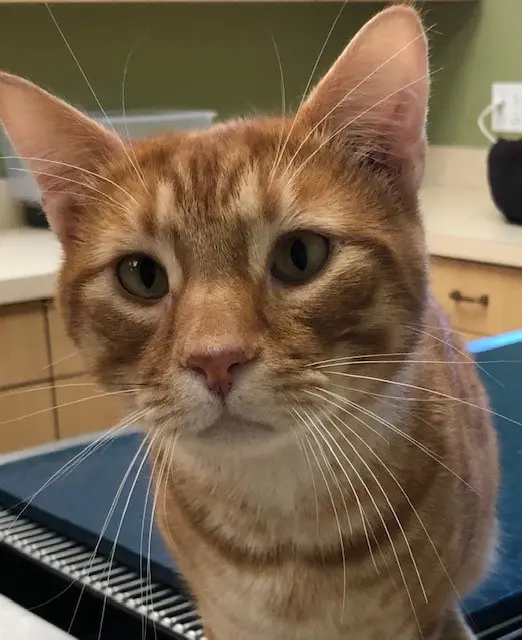 A cat sitting on top of a table.