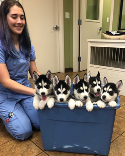 Sam and Puppies